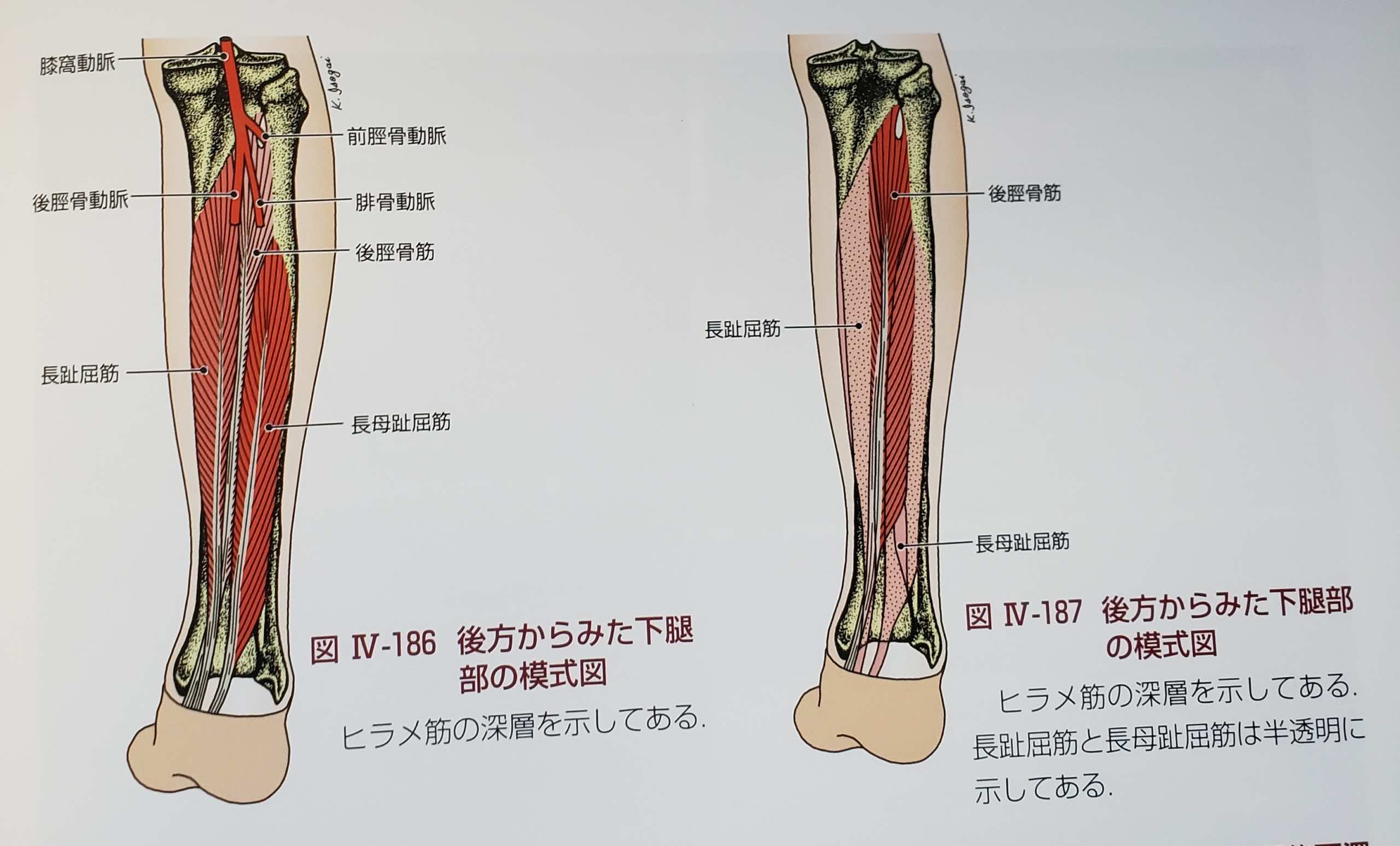 最近 足をつる方が増えています 東大和市リハビリデイサービス コスモス