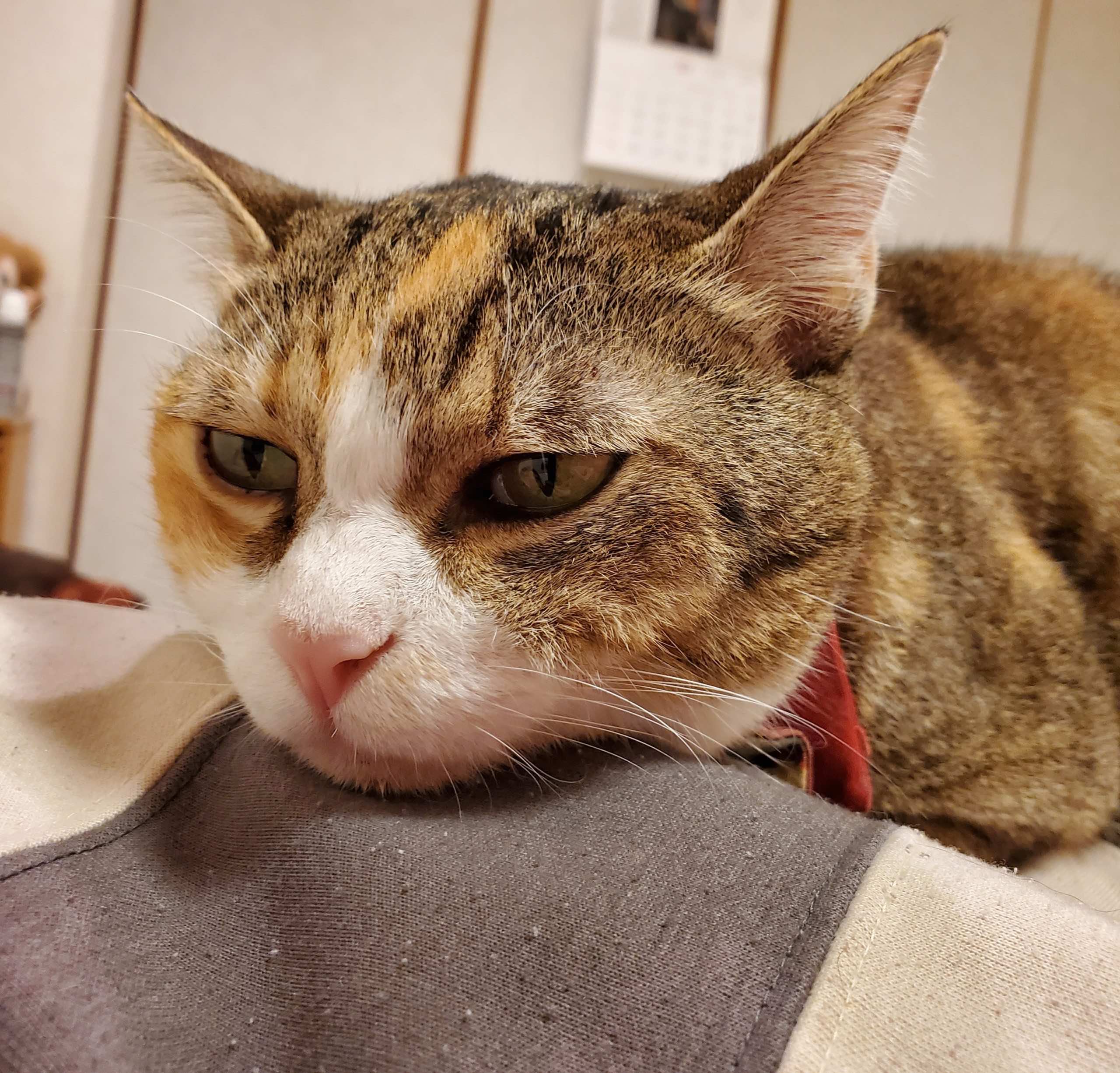 我が家の長女猫  東大和市リハビリデイサービス「コスモス」